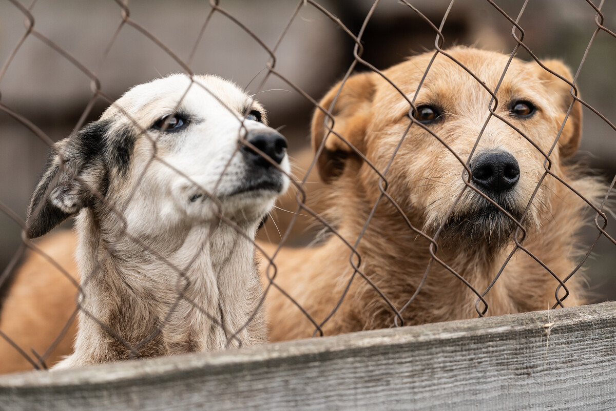 Dogs in shelter