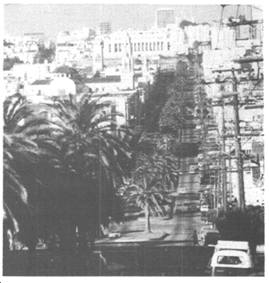 photo showing palm trees along dolores street
